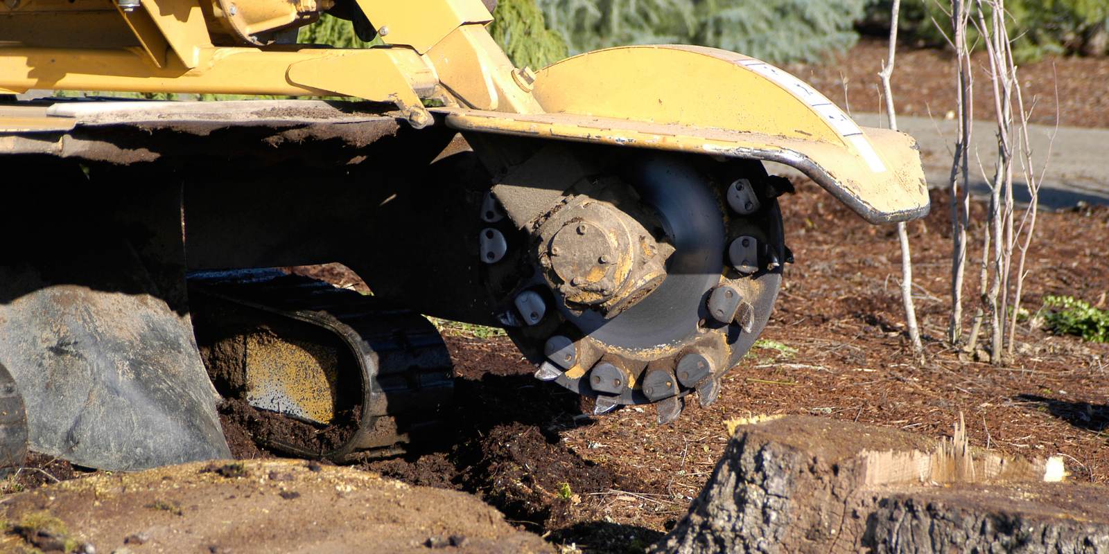 Stump being ground on a commercial property walkway