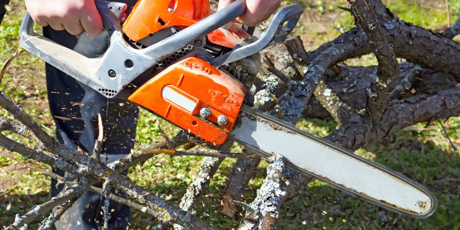 Chainsaw cutting small tree branches during brush cleanup and yard maintenance