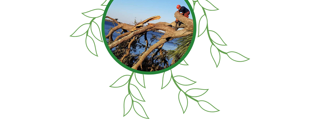 tree services | tree removal