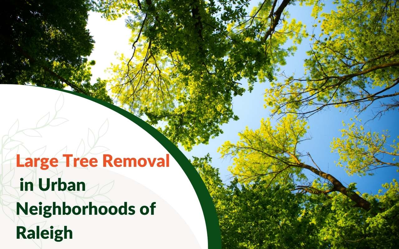 Tree removal crew cutting down a large tree in a Raleigh neighborhood