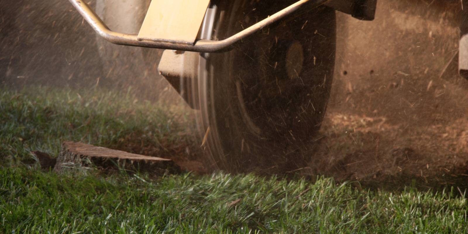 Stump grinder cutting a tree stump on green lawn during stump removal