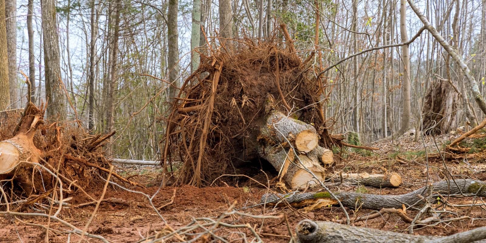 Technician managing tree roots during stump grinding process