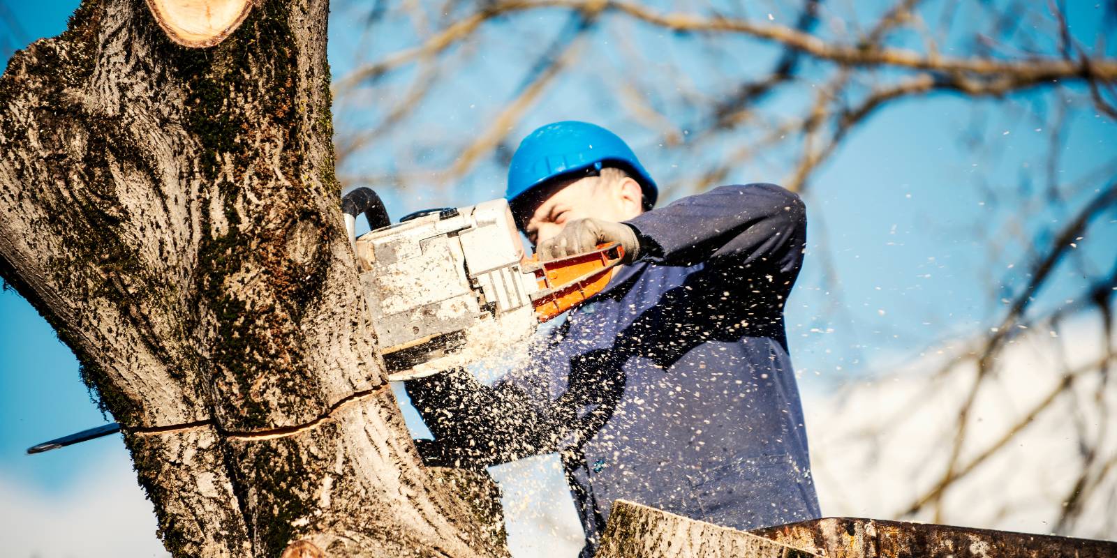 Tree trimming expert cutting a large tree with chainsaw during a residential service