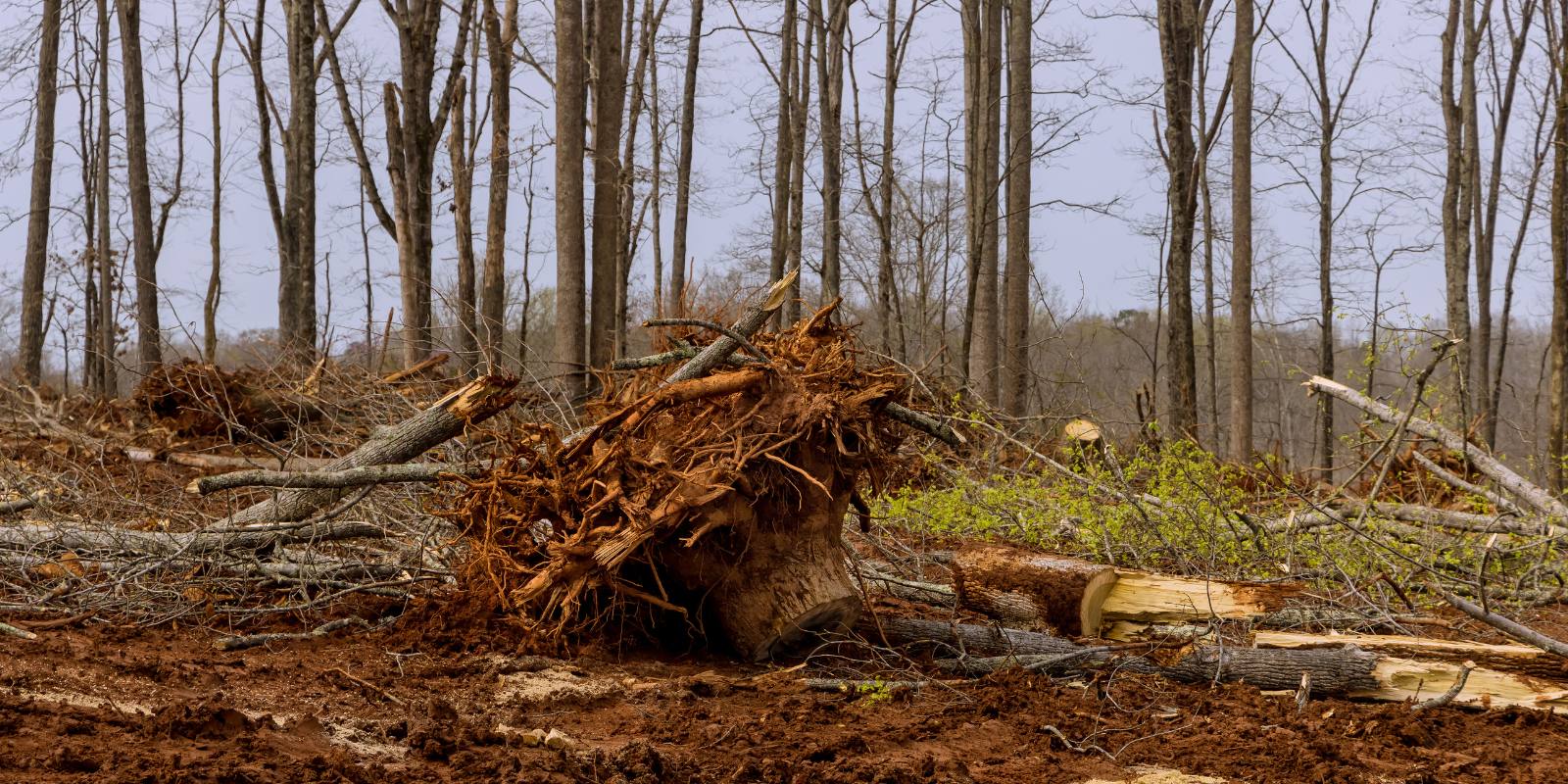 Uprooted tree with exposed roots during land clearing and tree removal
