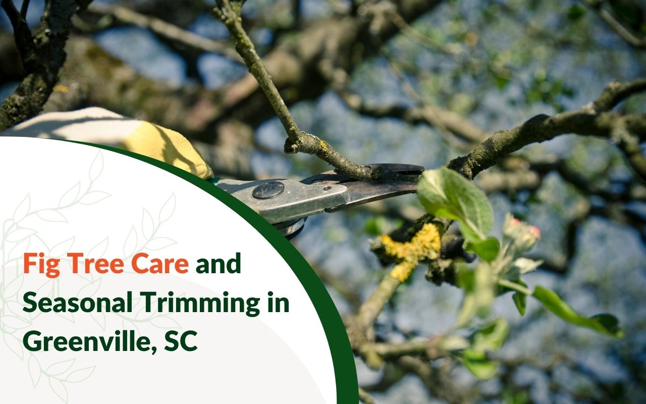 Arborist pruning a fig tree in a Greenville backyard during early spring