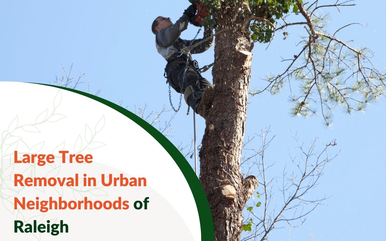 Tree removal crew cutting down a large tree in a Raleigh neighborhood
