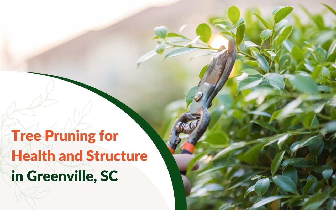 Arborist pruning tree branches to promote healthy growth