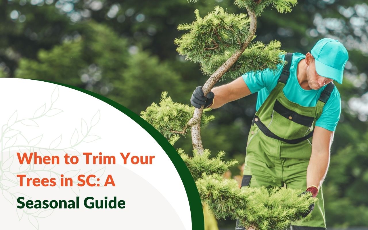Seasonal tree trimming in South Carolina for healthy growth.