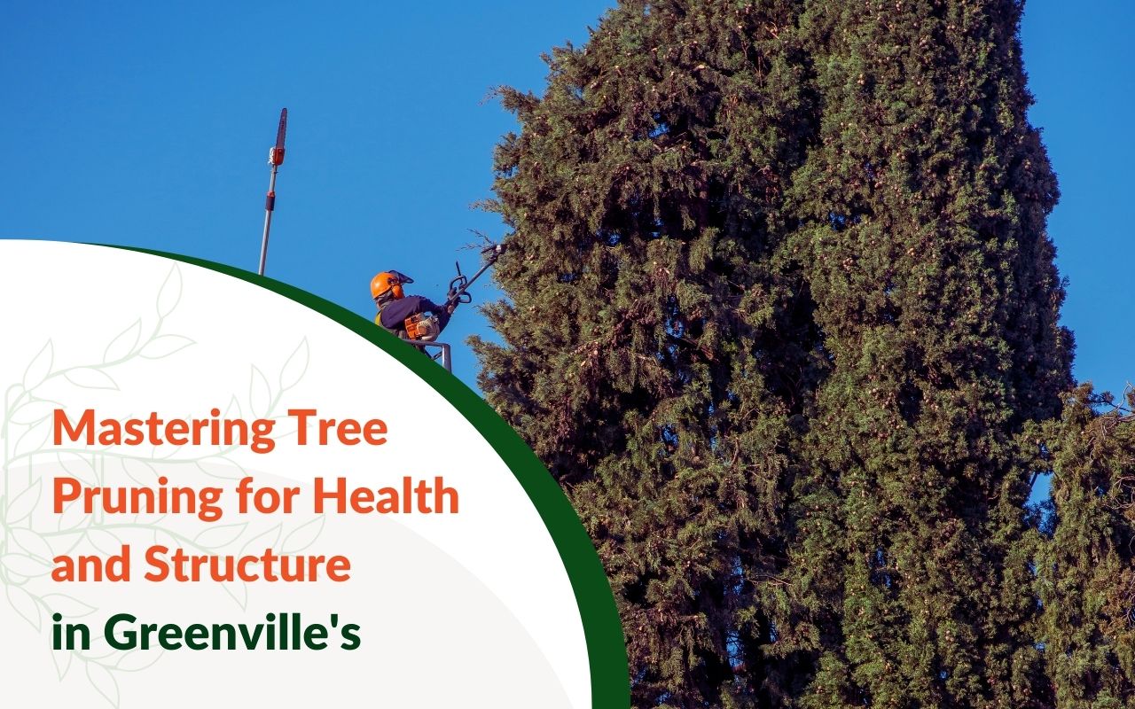 Mature oak tree in Greenville being pruned for health and structure.