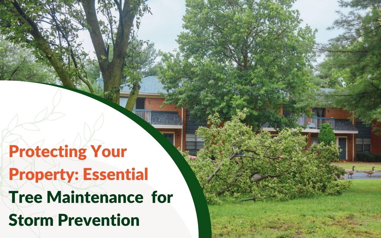 Emergency tree services Greenville SC for storm prevention