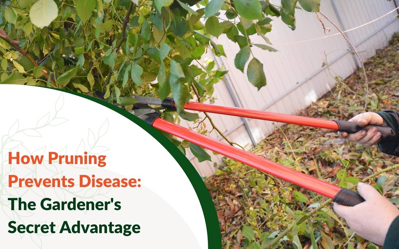How pruning prevents disease in garden plants