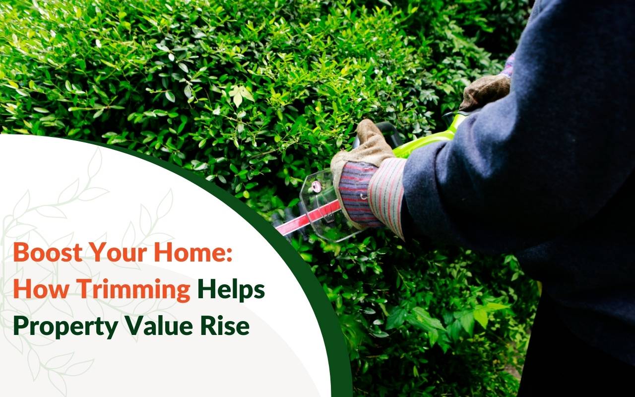 How trimming helps property value with professional tree services