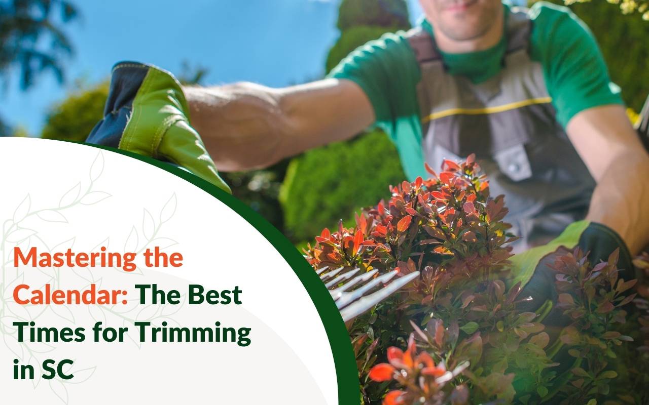 Shrub pruning tips and the best times for trimming in SC