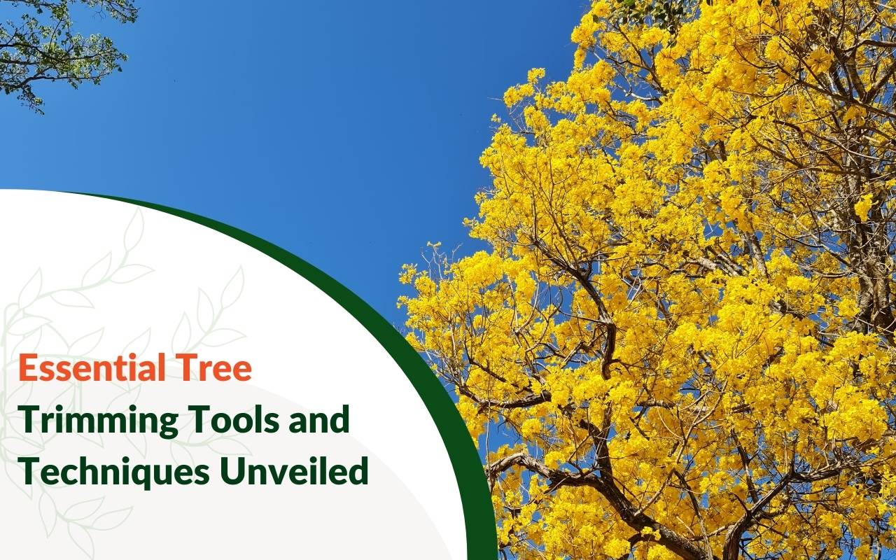 Professional pruning and tree trimming techniques Greenville SC