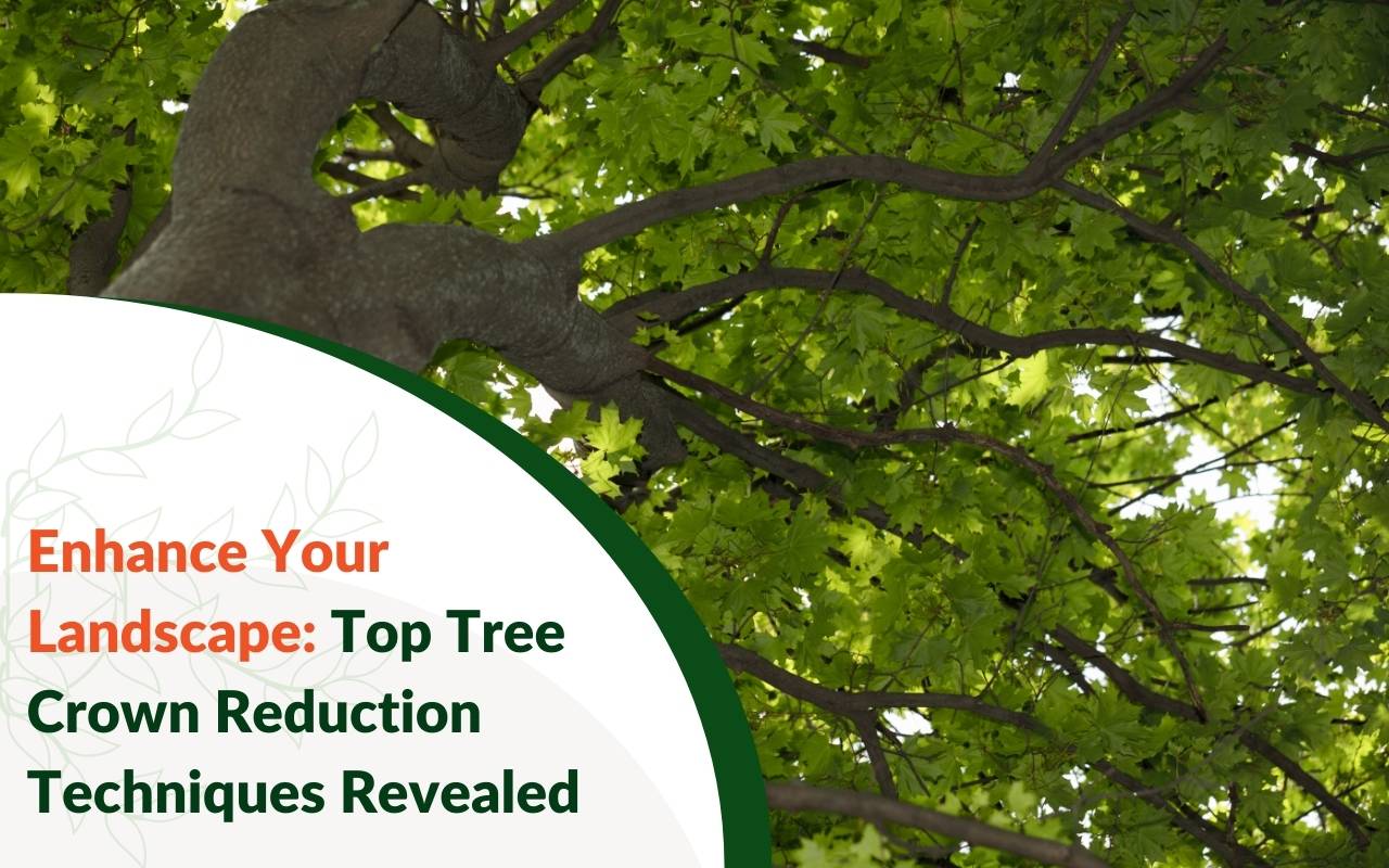 Tree crown reduction techniques overview for healthy landscapes