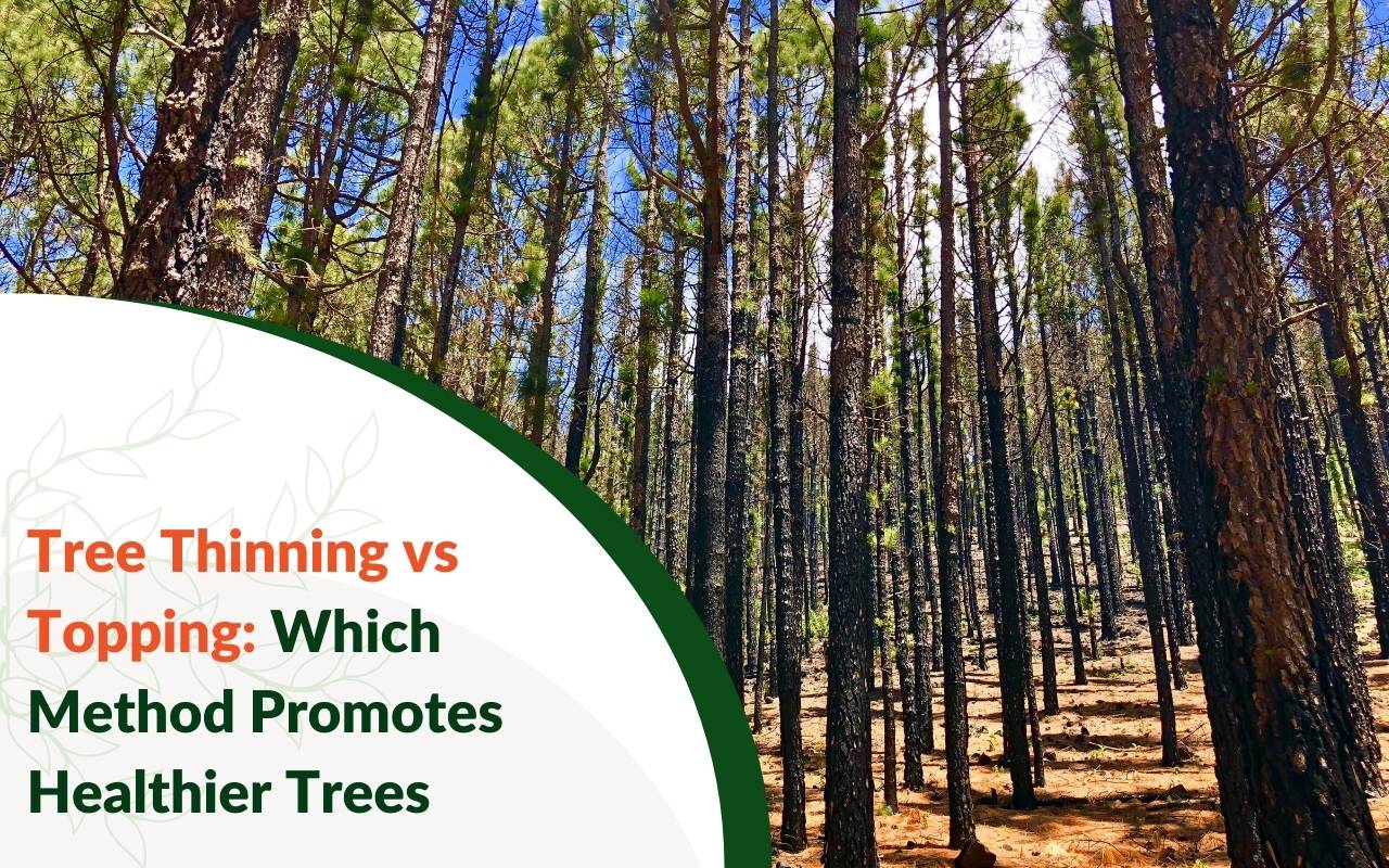 Choosing the right tree pruning method