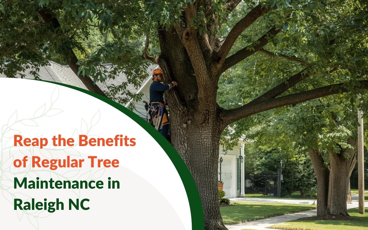 Arborist pruning oak—benefits of regular tree maintenance in Raleigh N.C