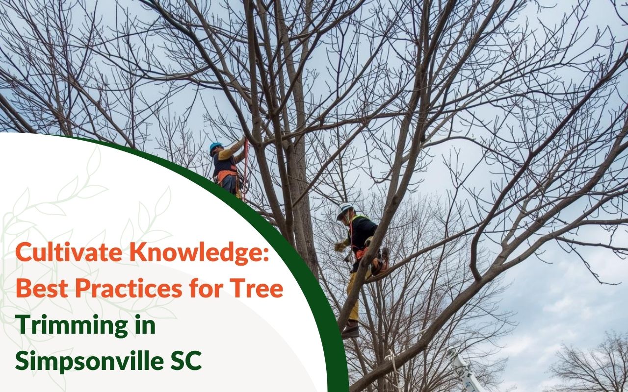Arborist shaping a canopy using best practices for tree trimming in Simpsonville, SC