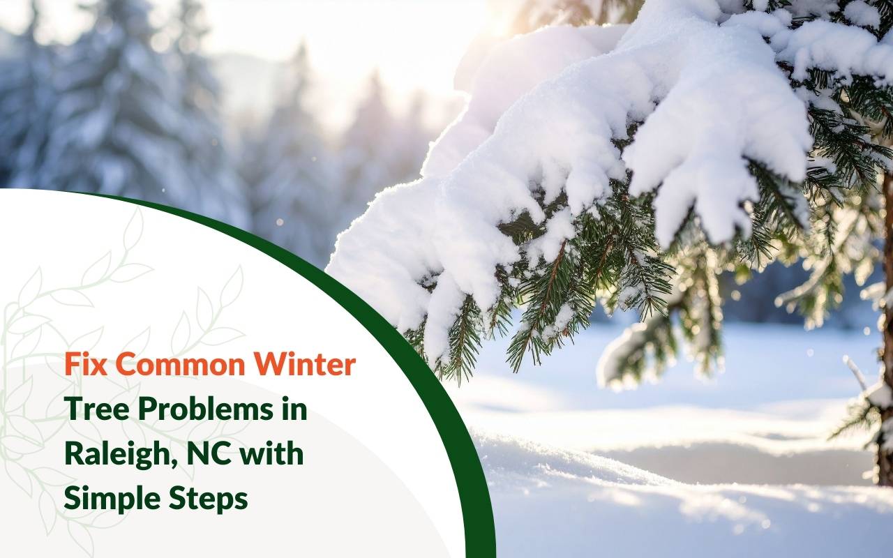 Ice-covered branches showing Common Winter Tree Problems in Raleigh, NC after a winter storm