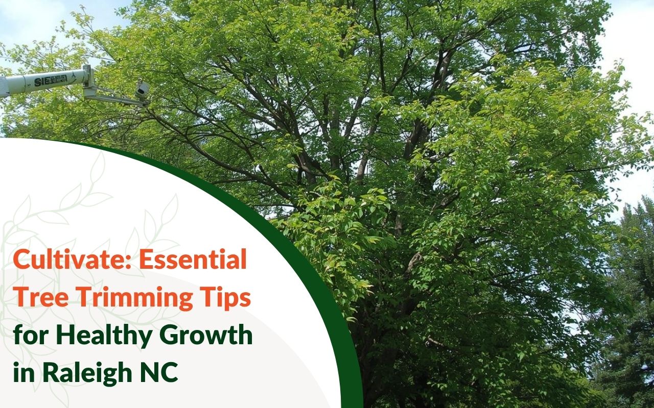 Clear signs a tree needs work using tree trimming tips for healthy growth in Raleigh N.C