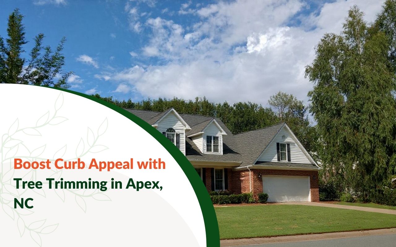 Tree Trimming for Curb Appeal in Apex, NC improving a front-yard view with balanced canopy lines.
