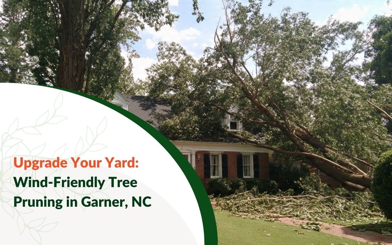 Wind-Resistant Tree Pruning in Garner, NC showing balanced canopy structure before storm season