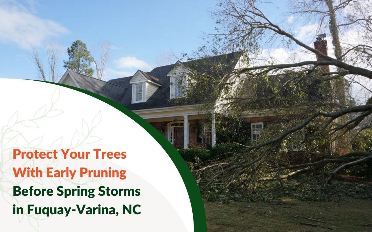 Preventive Tree Pruning Before Spring Storms in Fuquay-Varina, NC in a residential yard before high winds