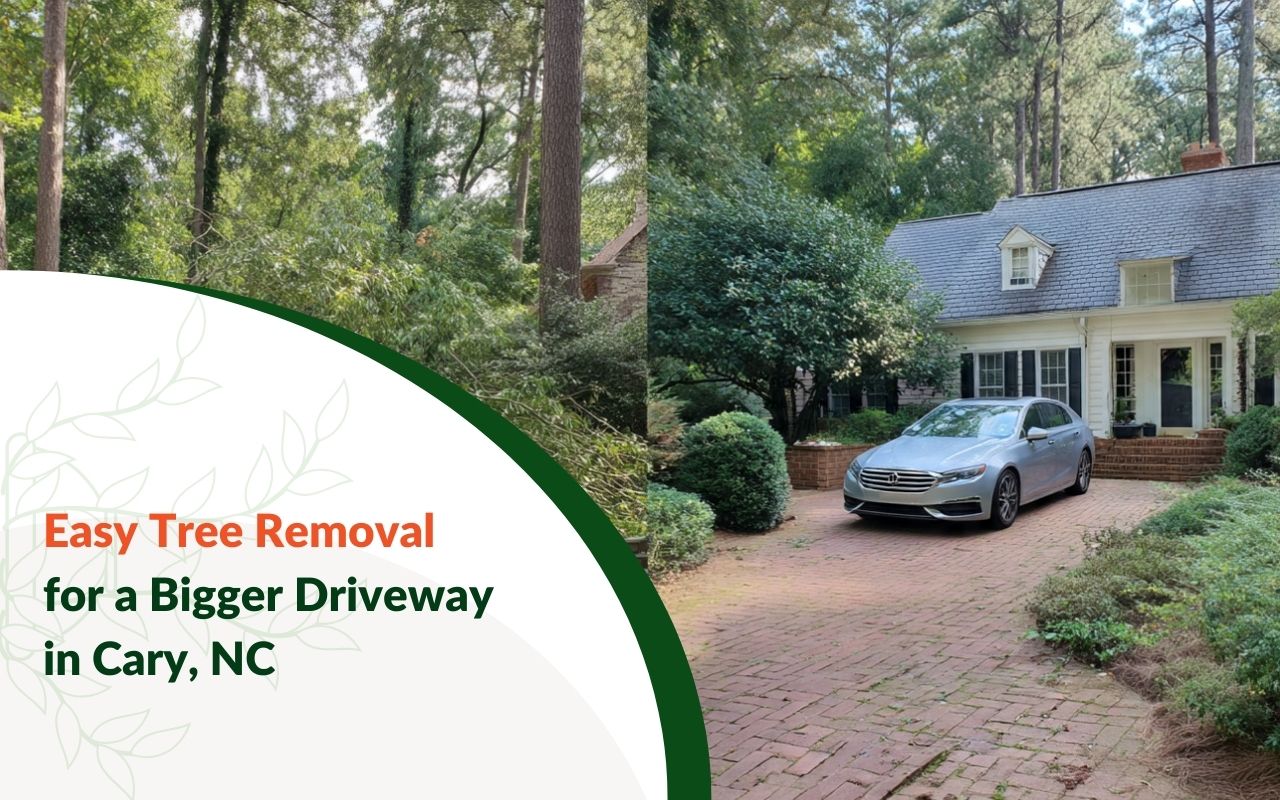 Crew using sectioning cuts and a spotter during Tree Removal for Driveway Clearance in Cary, NC
