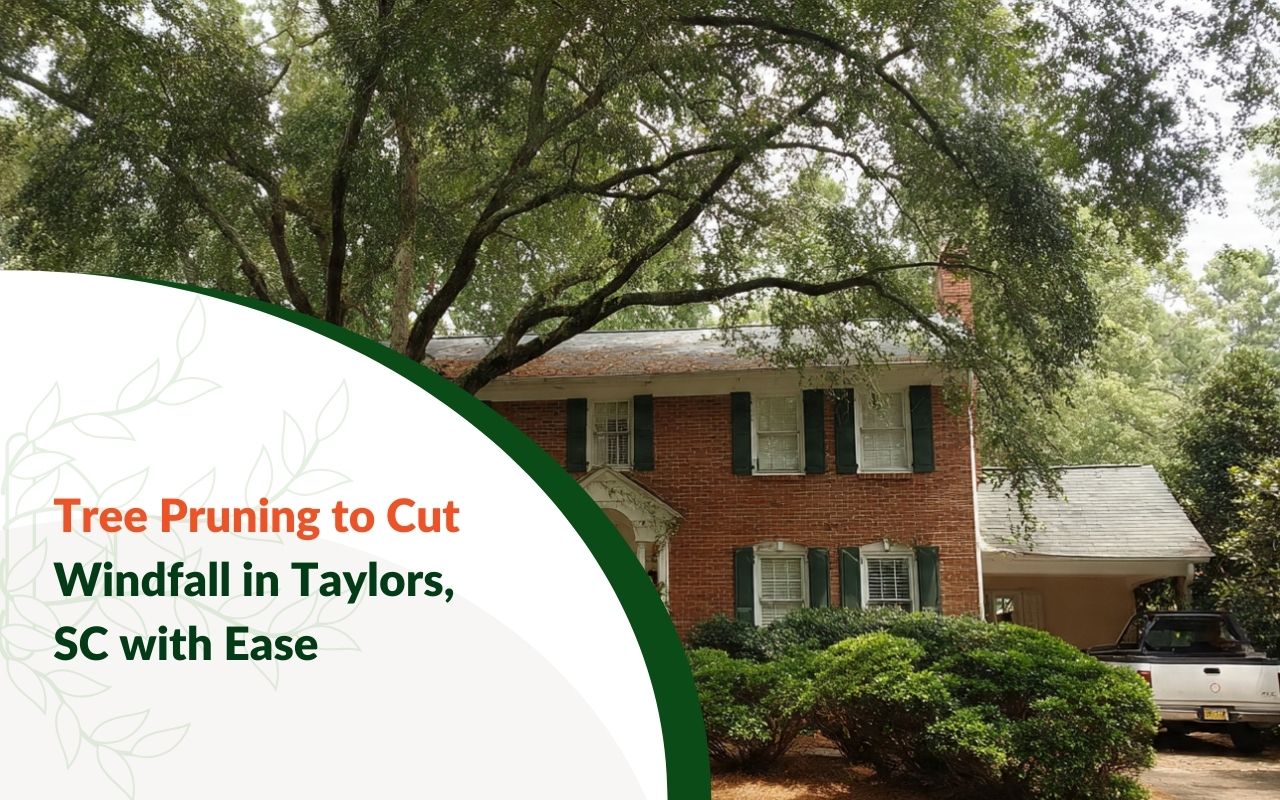 Tree Pruning to Reduce Windfall in Taylors, SC with selective canopy thinning for better airflow