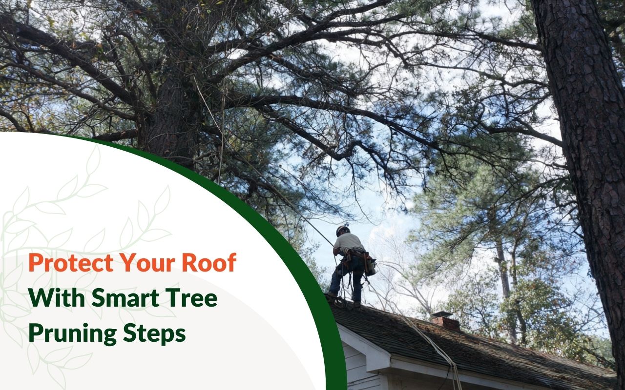 Tree Pruning to Prevent Roof Damage in Greer, SC near a residential roofline