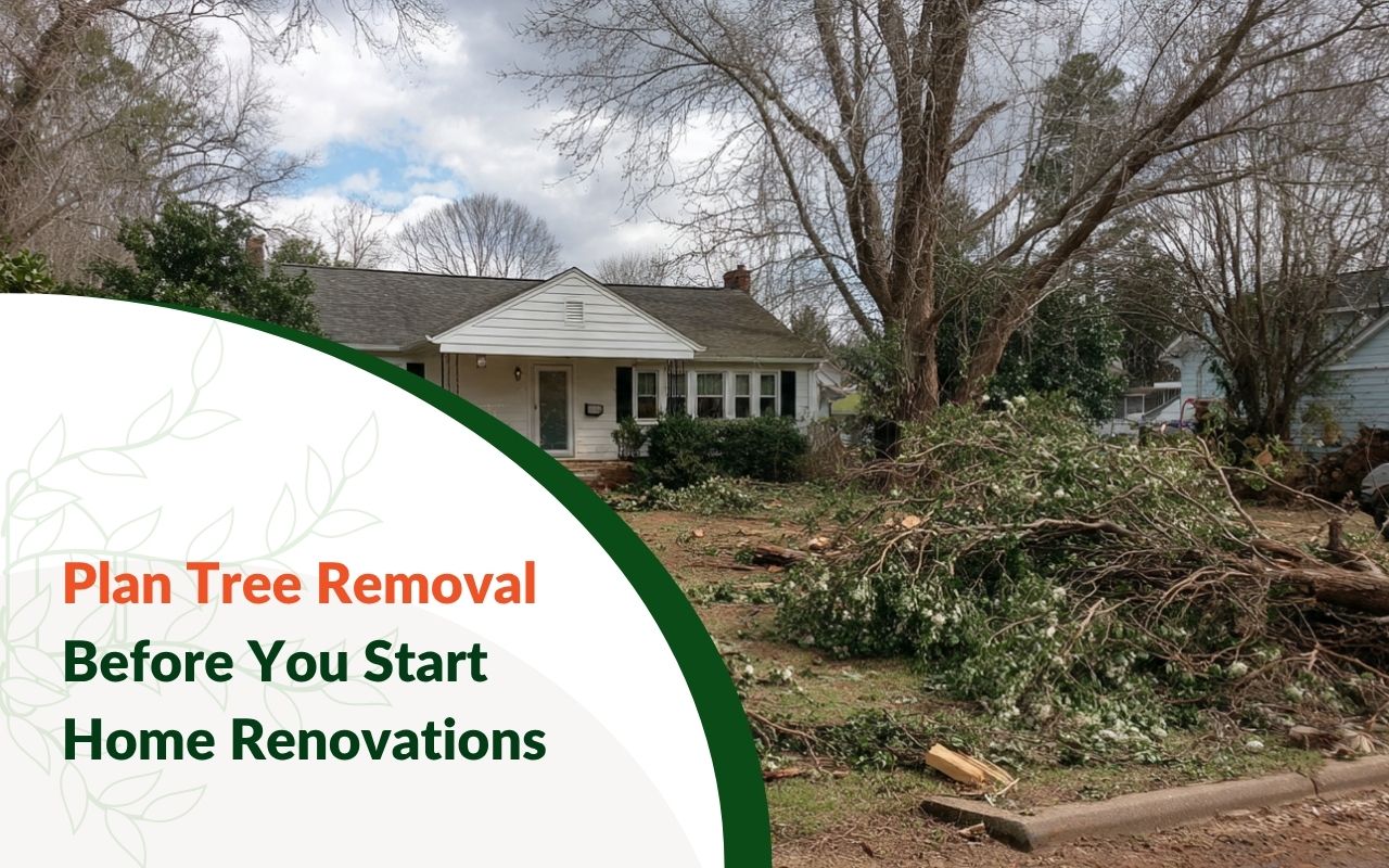 Tree Removal Planning for Home Renovations in Mauldin, SC in a front yard before construction