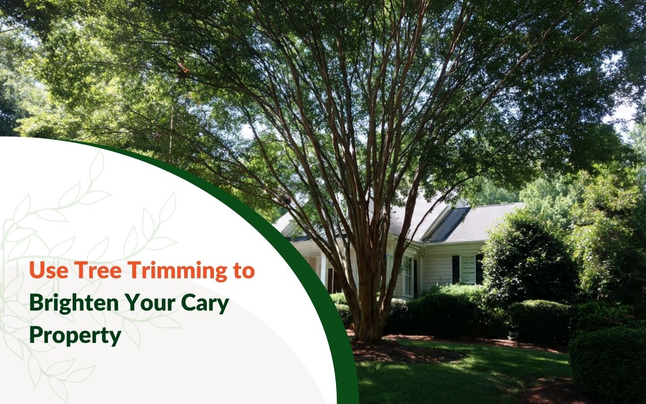 Tree Trimming to Improve Sunlight Exposure in Cary, NC for a brighter yard