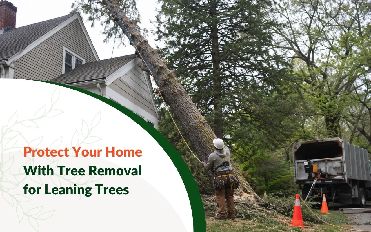 Professional Tree Removal for Leaning Trees with safe equipment and planning