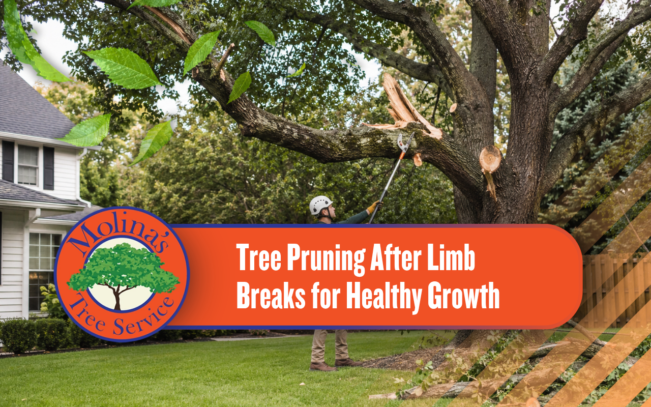 Corrective tree pruning after limb breaks on a damaged tree