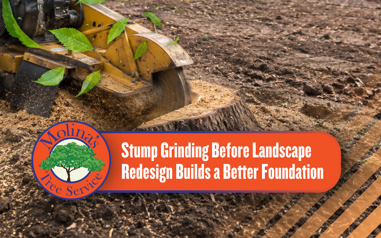 Stump grinding before landscape redesign in a cleared residential yard