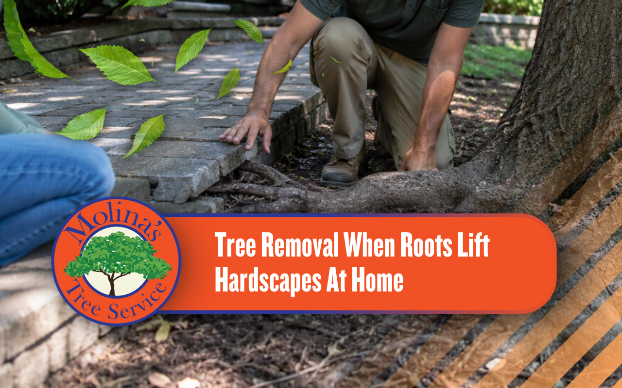 Tree removal when roots lift hardscapes near a raised walkway