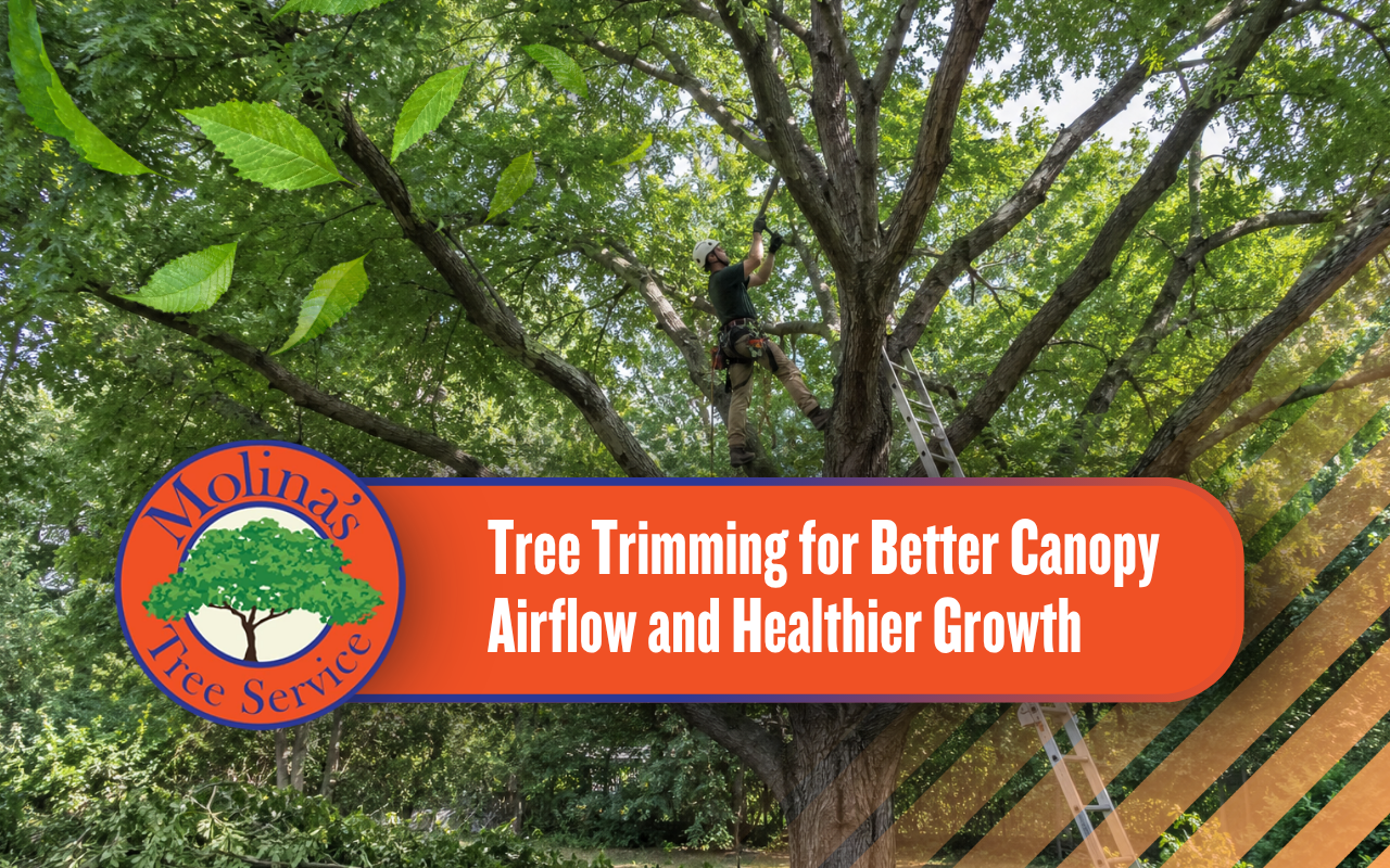 Tree trimming for better canopy airflow in a mature yard tree