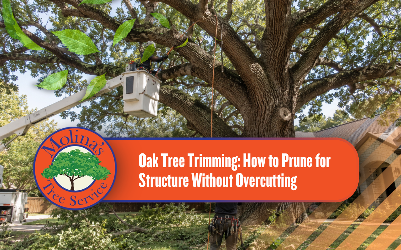 Crew selectively trimming branches from a mature residential oak tree