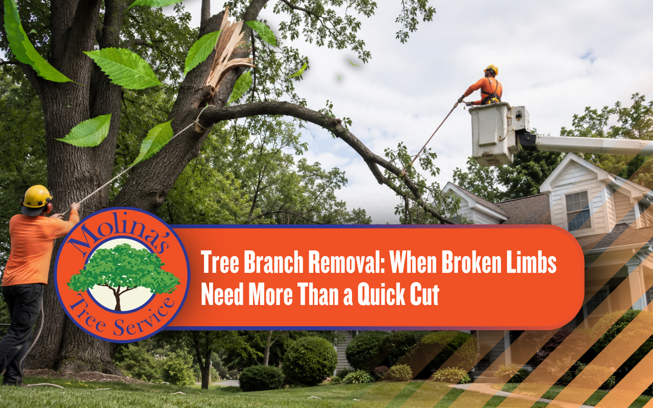Professional crew removing a broken tree branch from a residential tree