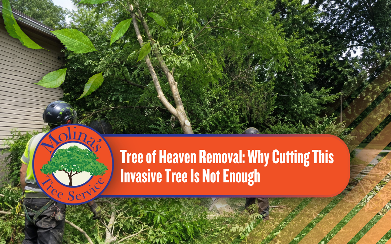 Tree-of-Heaven being professionally removed from a residential yard
